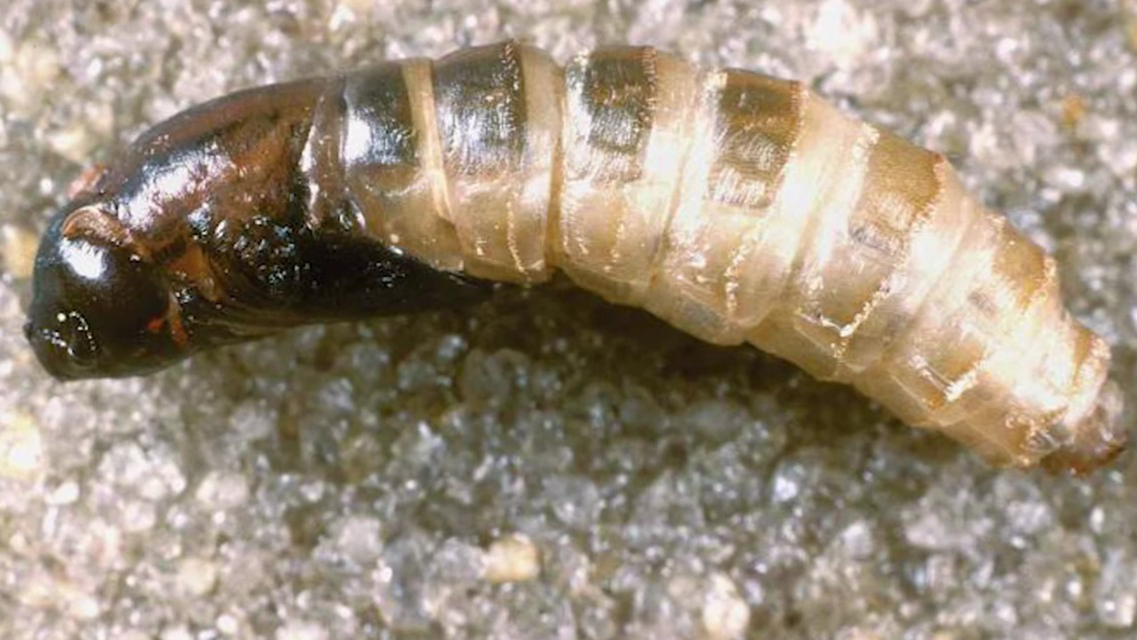 3. Fase pupa atau kepompong