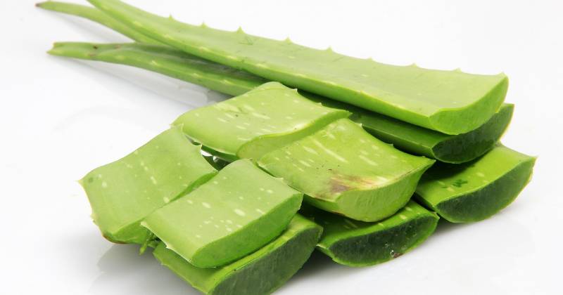1. Lidah buaya bantu memperlambat perkembangan penyakit diabetes tipe 2