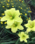 8. Green daylily