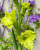 9. Green gladiolus