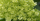 7. Green hydrangea