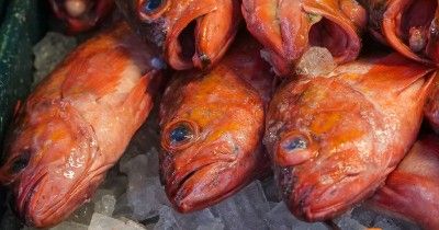 Akibat Ikan Tidak Matang, Anggota Tubuh Perempuan Ini Diamputasi