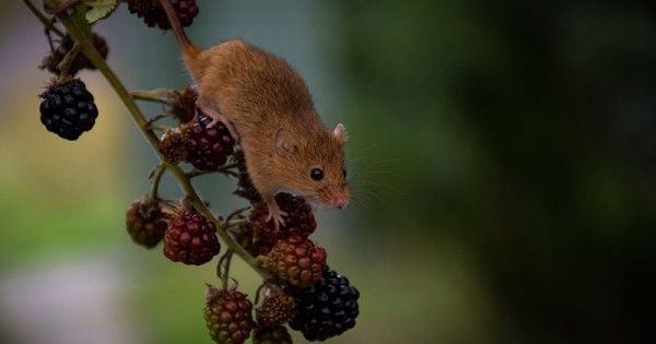 6 Penyebab Tikus Masuk Ke Dalam Rumah Bisa Jadi Penyakit Popmama Com