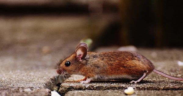 6 Penyebab Tikus Masuk Ke Dalam Rumah Bisa Jadi Penyakit Popmama Com