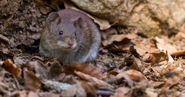 6 Penyebab Tikus Masuk ke Dalam Rumah, Bisa Jadi Penyakit! | Popmama.com