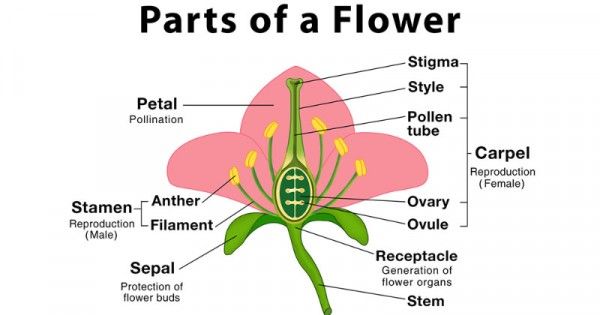 Bunga yang memiliki benang sari dan putik disebut bunga