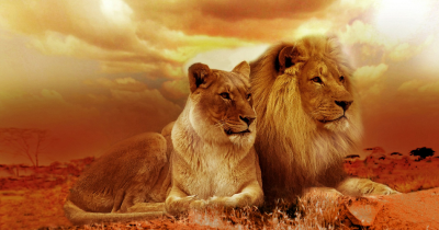 Si Raja Hutan Mengenal Singa, Ciri, Perilaku, Habitat, Makanannya