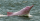 2. Lumba-lumba pink ditemukan pertama kali oleh seorang pedagang 