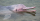 3. Warna pink terlihat tubuh lumba-lumba bukanlah warna kulitnya