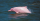 1. Alasan lumba-lumba muncul lagi ke permukaan laut tengah keadaan pandemi 