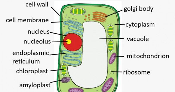 Fungsi golgi apparatus pada sel tumbuhan