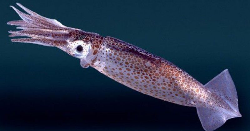 Adalah luar cangkang yang cephalopoda tubuhnya memiliki Anggota Cephalopoda