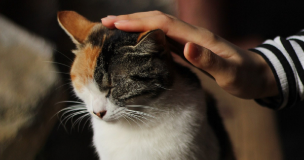 Ketahui Bagian Tubuh Kucing yang Paling Suka Dielus | Popmama.com