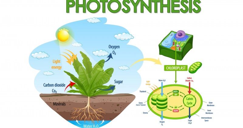 Bagian daun yang dapat melakukan proses fotosintesis adalah