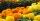 5. Bunga marigold dapat mengatasi masalah jerawat