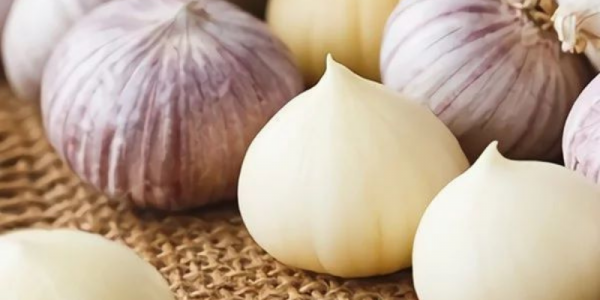 Manfaat bawang putih tunggal dan cara mengkonsumsinya