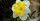 3. White daffodil