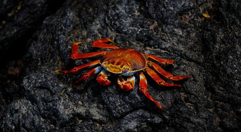 3. Migrasi kepiting Pulau Christmas bergantung bulan lunar