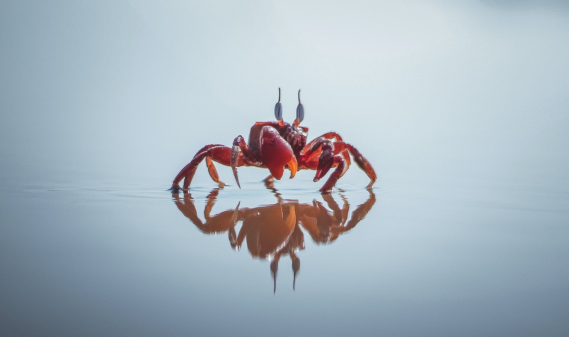 1. Karakteristik kepiting Pulau Christmas