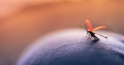 5 Penyebab Banyak Nyamuk di Rumah, Jarang Sekali Disadari