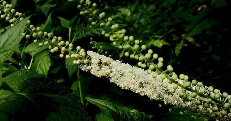 9. Black Cohosh membantu melancarkan siklus menstruasi terlambat