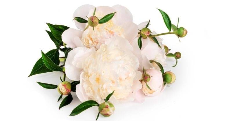 11. White peony meredakan gejala endometriosis PCOS