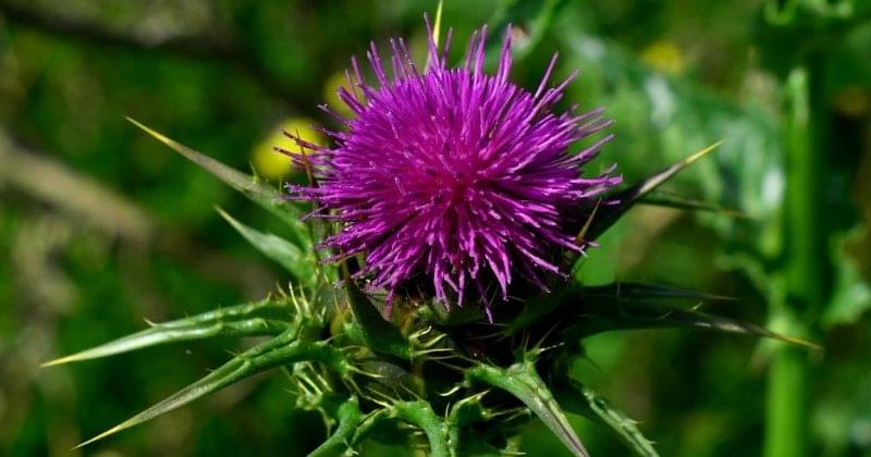 5. Milk Thistle membantu detoksifikasi organ hati agar keseimbangan hormon terjaga