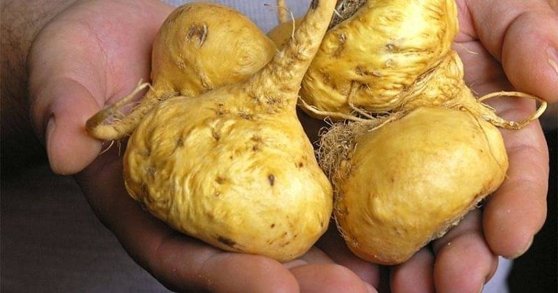 6. Akar maca mendukung keseimbangan hormon