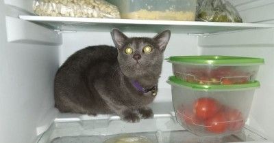 13 Foto Lucu Kucing saat Mendinginkan Diri Dalam Kulkas