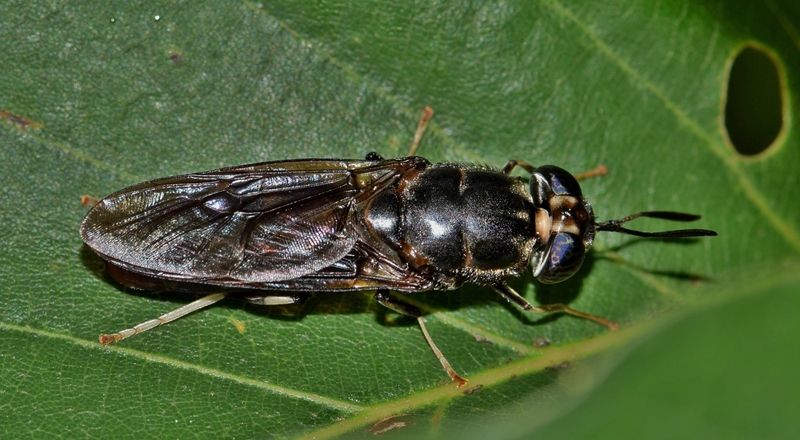 Apa Itu Black Soldier Fly, Lalat Baik Gak Bawa Penyakit