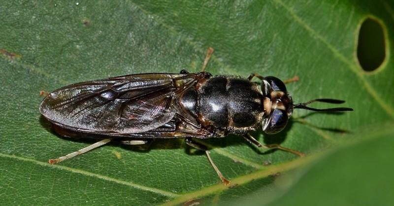 Mengenal Black Soldier Fly Lalat Baik Gak Bawa Penyakit