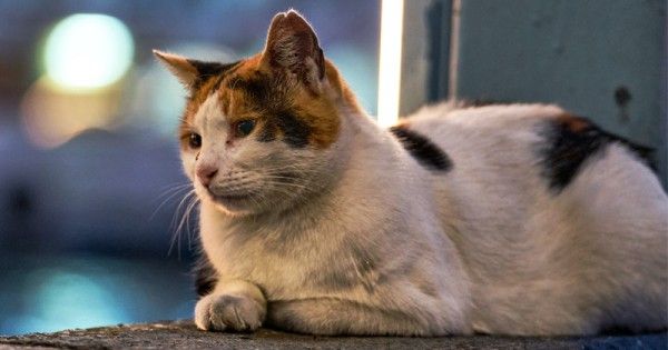 18 Ciri-Ciri Kucing Sakit yang Perlu Diwaspadai  Popmama.com