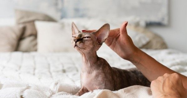 18 Ciri-Ciri Kucing Sakit yang Perlu Diwaspadai  Popmama.com