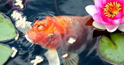 Mimpi Ikan saat Hamil, Pertanda Baik atau Buruk Ya