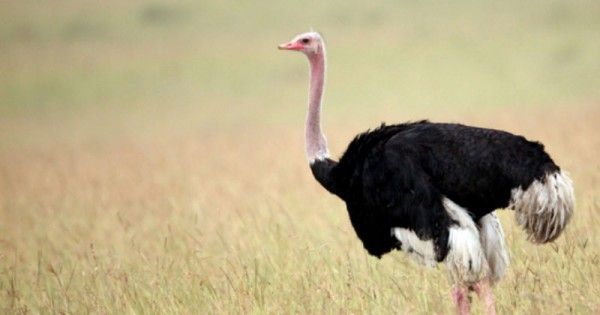 9 Jenis Burung yang Tidak Dapat Terbang | Popmama.com