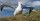 8. Burung albatros
