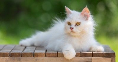 8 Cara Mengatasi Kerontokan Bulu Kucing