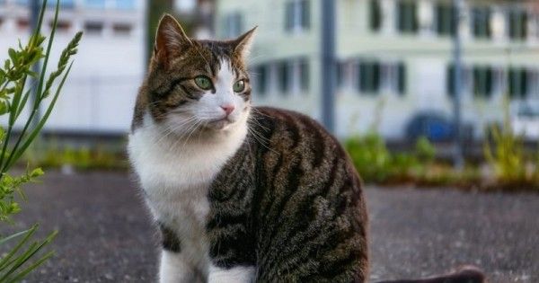 7 Cara Menggemukkan Kucing Secara Alami  Popmama.com