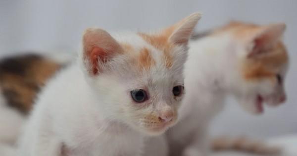 5 Cara Membedakan Kucing Jantan dan Betina  Popmama.com