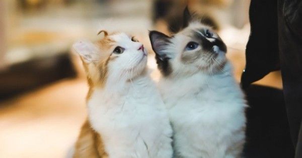 Jantan islam kucing dalam 3 warna Tentang Kucing