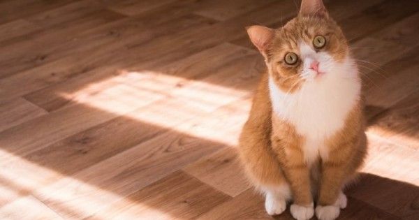 4 Cara Mengetahui Umur Kucing  Popmama.com