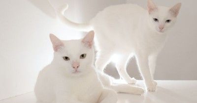 7 Cara Mengawinkan Kucing dari Proses Perkenalan hingga PDKT