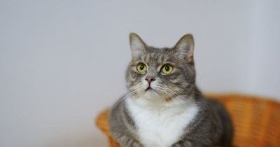 5 Cara Mengobati Kucing Diare