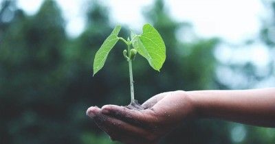 Ini 7 Manfaat Tumbuhan bagi Lingkungan Sekitar