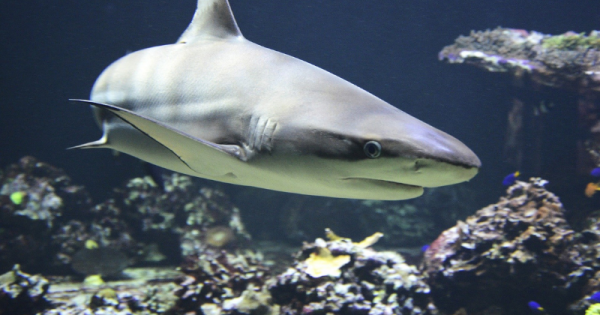 Atau ovipar ovovivipar hewan termasuk vivipar hiu Hewan ovovivipar