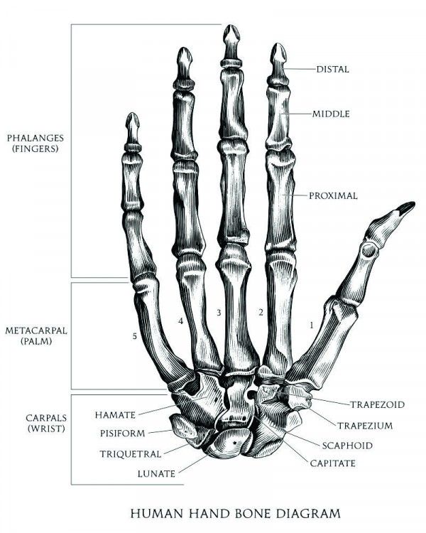 Fungsi dari tulang pergelangan tangan adalah