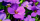 8. Bunga kelahiran bayi Februari adalah violet primrose