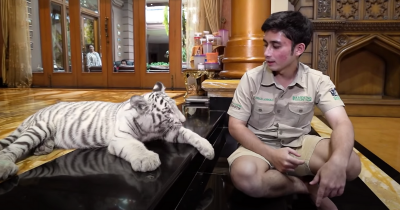 9 Foto Harimau Putih Masuk ke Rumah Alshad Ahmad