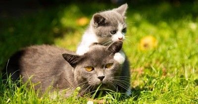 Dongeng Fabel Anak Kucing Anaknya