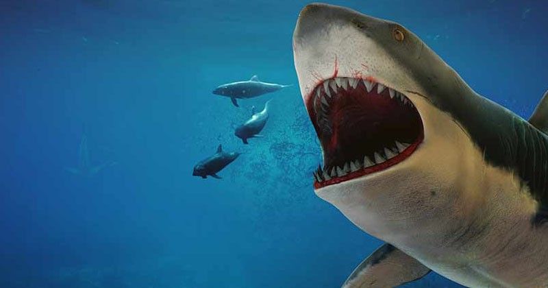 8 Fakta Hiu Megalodon Hiu Terbesar